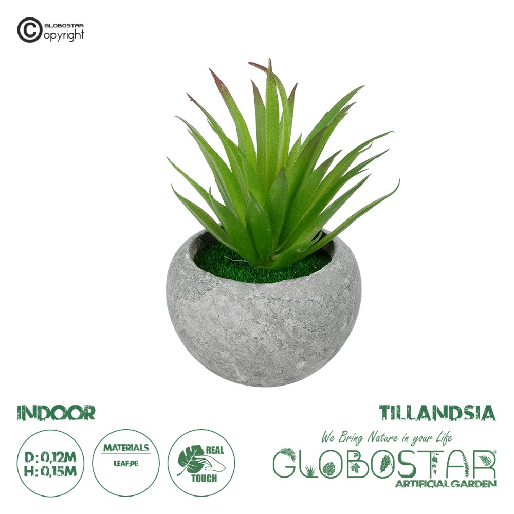 GloboStar® Artificial Garden AIR PLANT TILLANDSIA POTTED PLANT 21036 Διακοσμητικό Φυτό Τιλάντσια Φ12 x Υ15cm