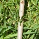 TOP GARDEN Ψαλίδι μπολιάσματος κιτ 377105